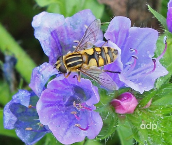 Helophilus hybridus, female, Alan Prowse